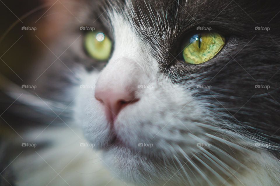 Beautiful cat with green eyes