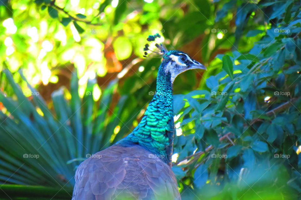 Colorful Peacock. I saw this beautiful bird , had to take a photo
