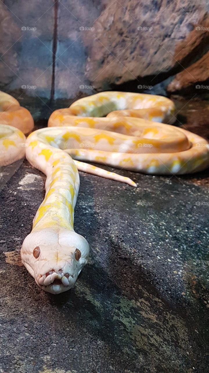 snake, Tropicarium, Budapest, Hungary