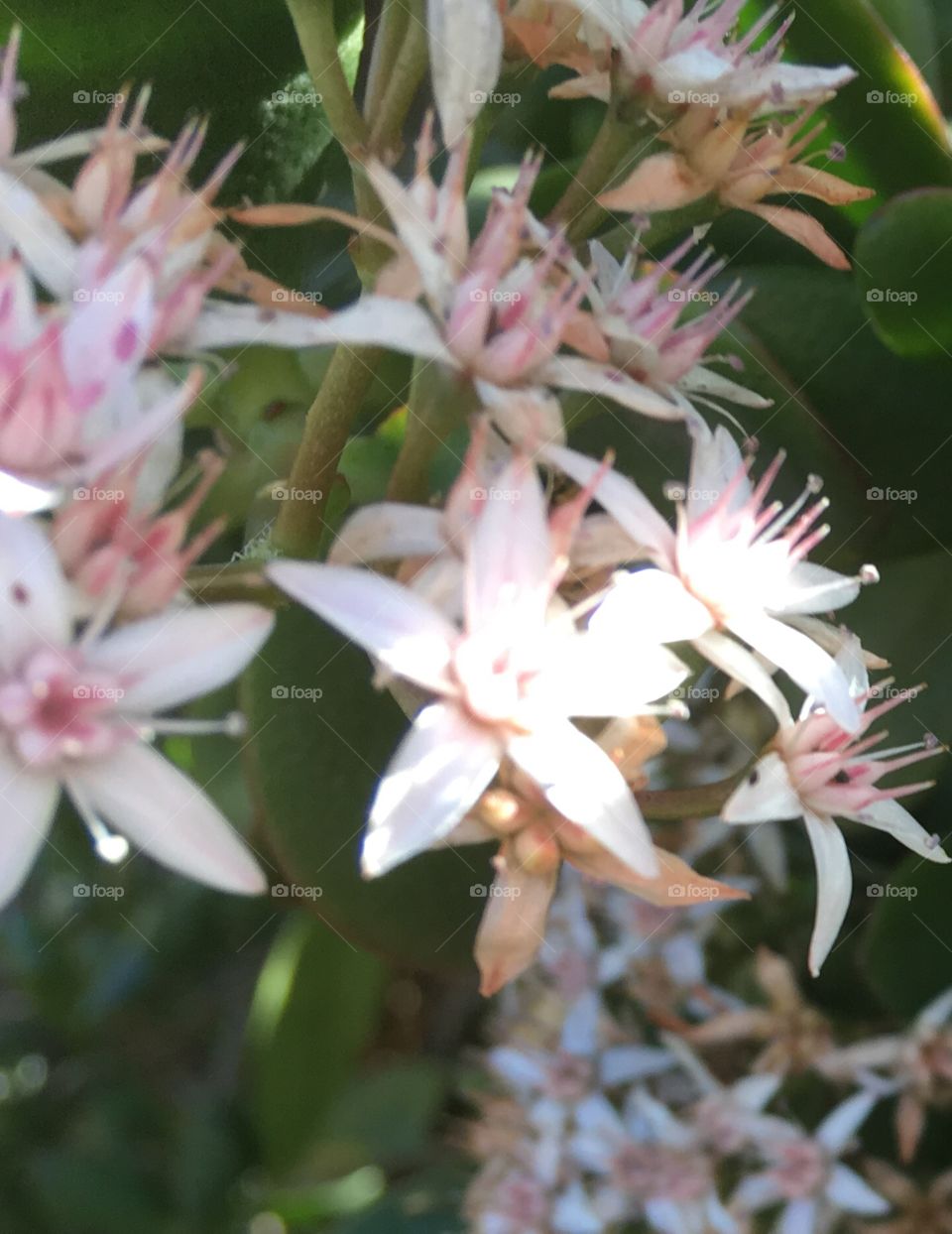 Pretty little flowers 