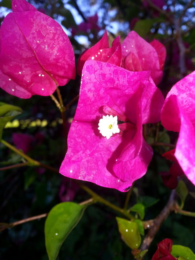 pink