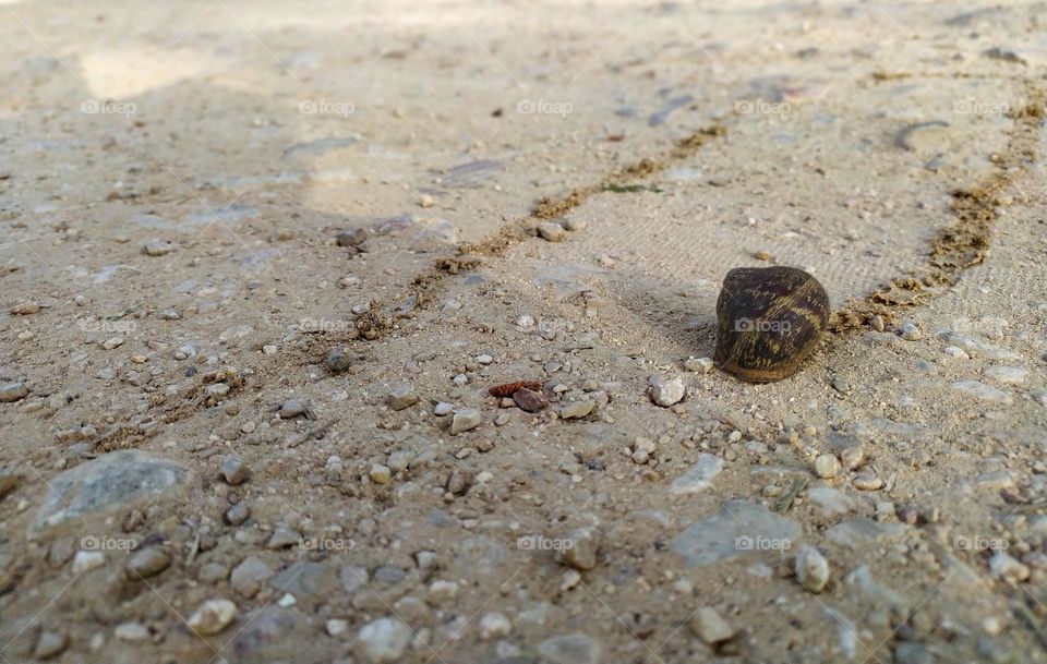 Snail and the Trail