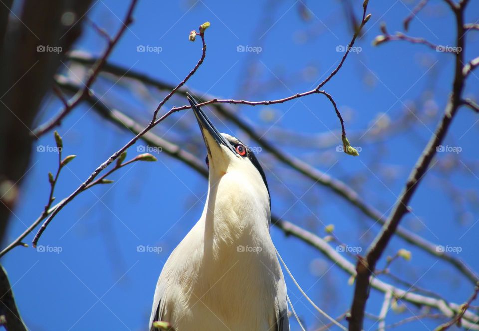 heron with twigs