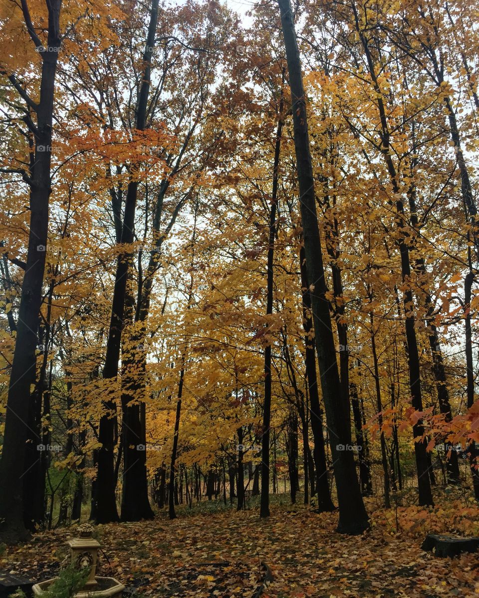 Fall, Wood, Tree, Leaf, Landscape