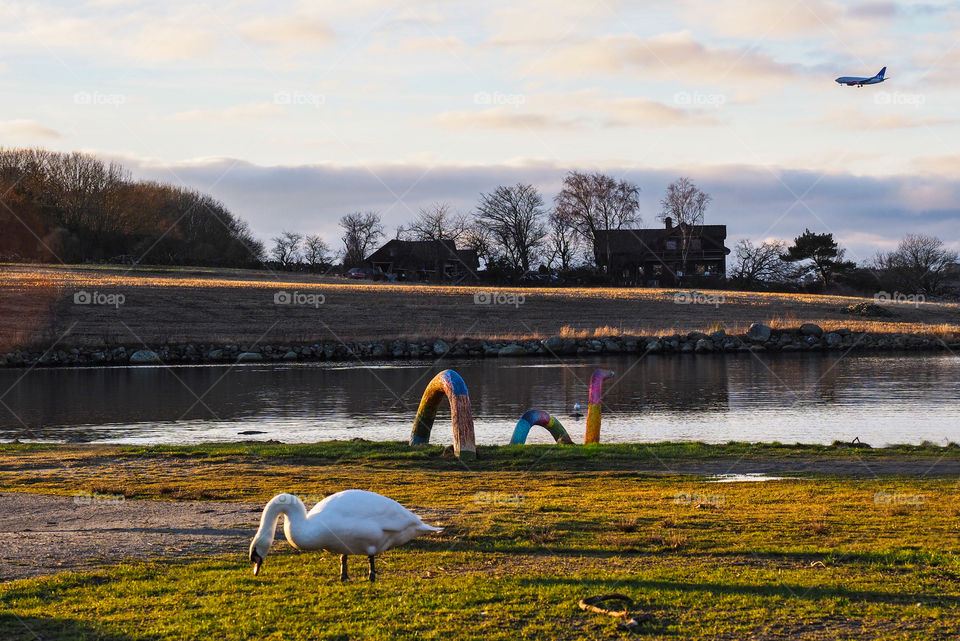 Sea monster and swan. 