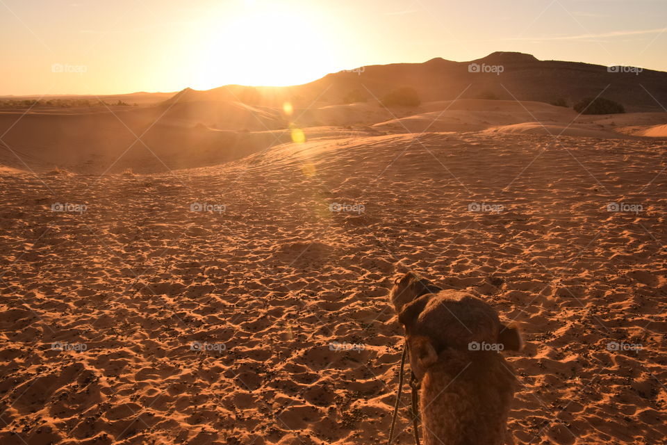 Dromedary walking to the sun, Sahara, Morroco