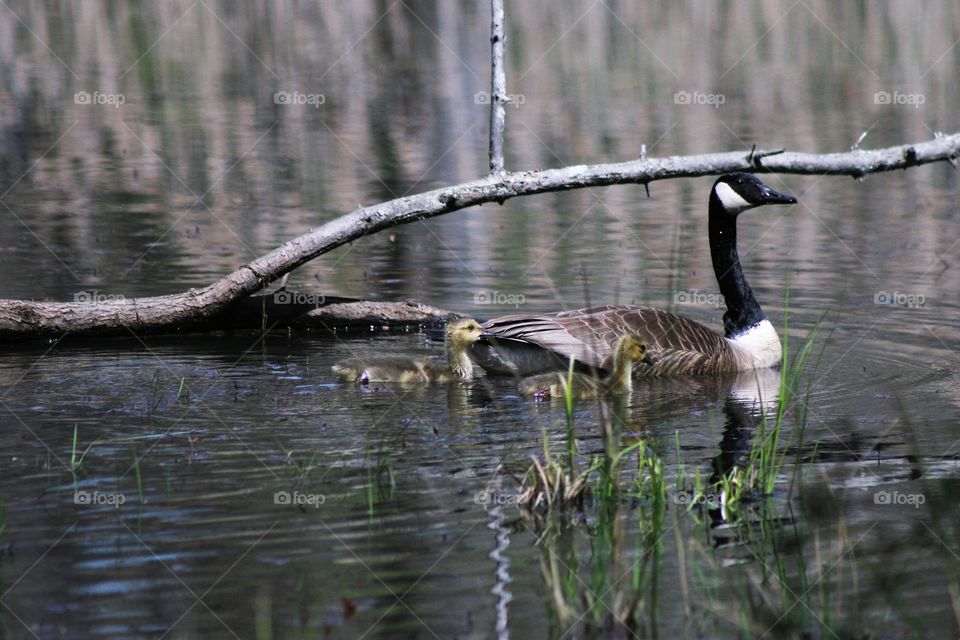 goose