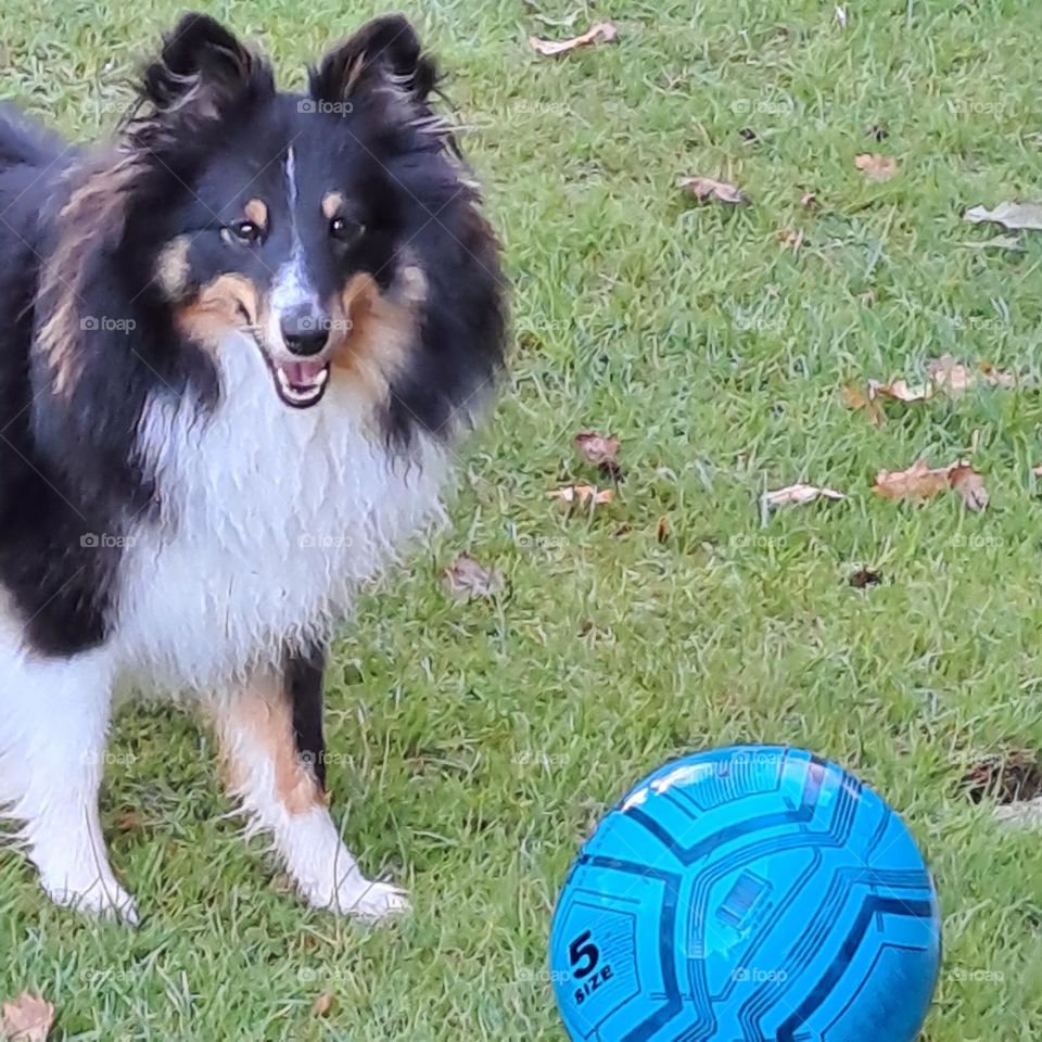 sheltie dog playing with blue ball in garden u.k
