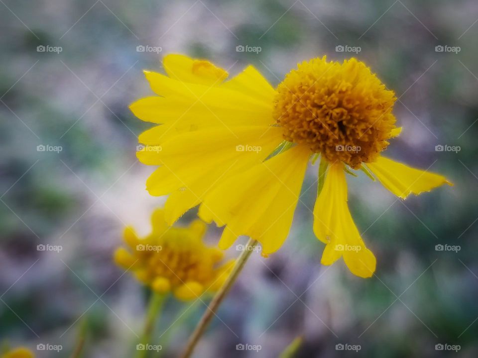 Yellow Wildflower