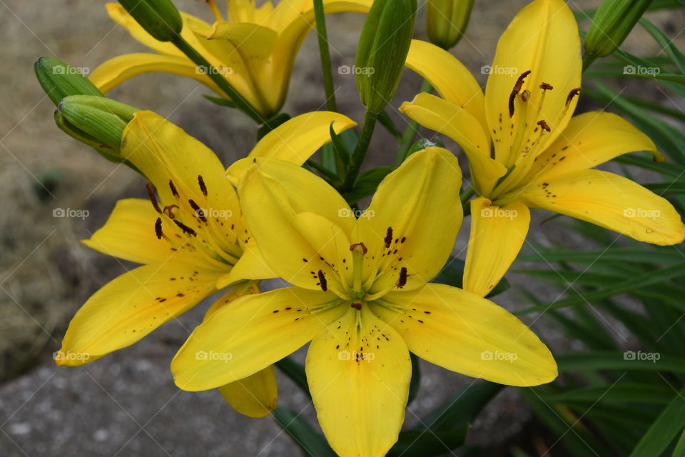 yellow lilies