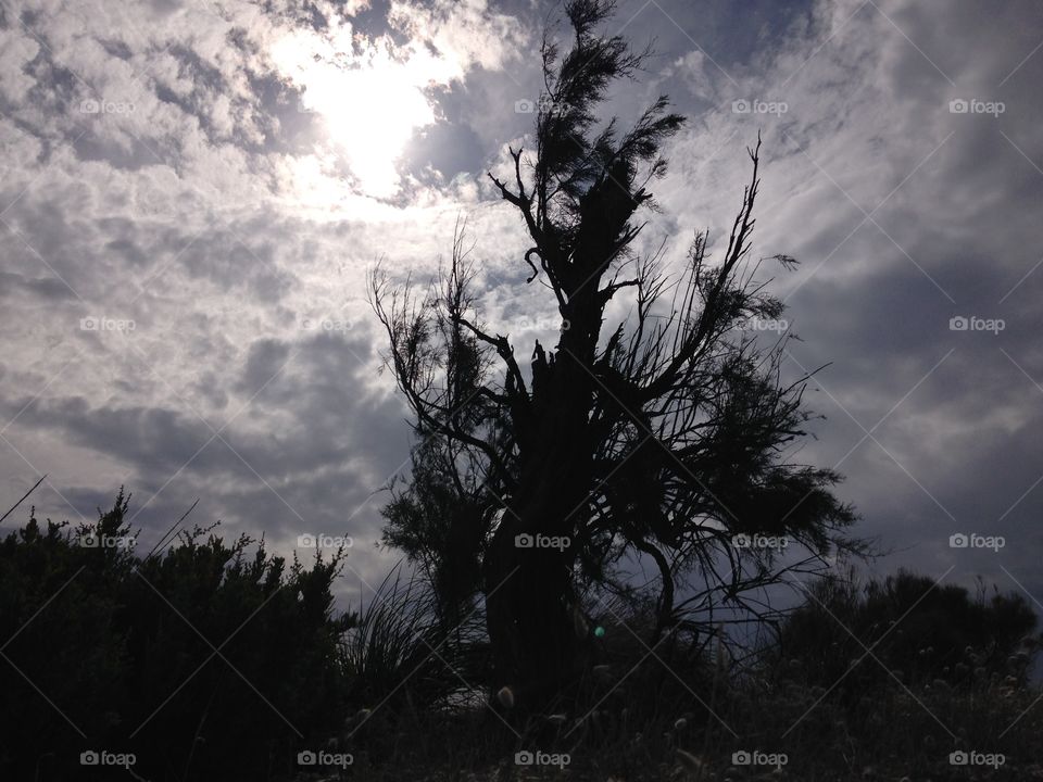 Trees branching skywards
