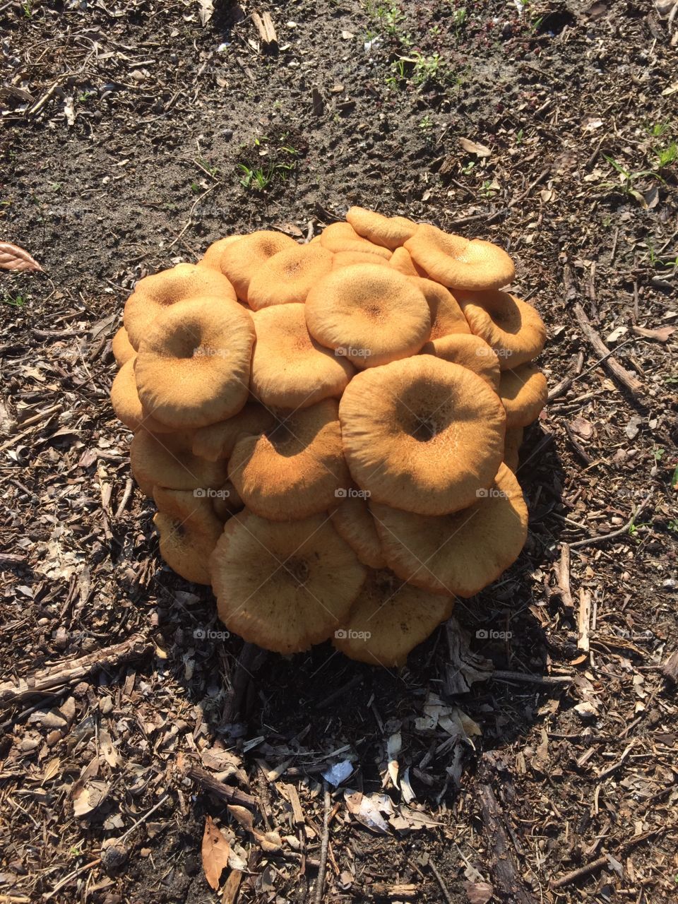 Wild mushrooms 