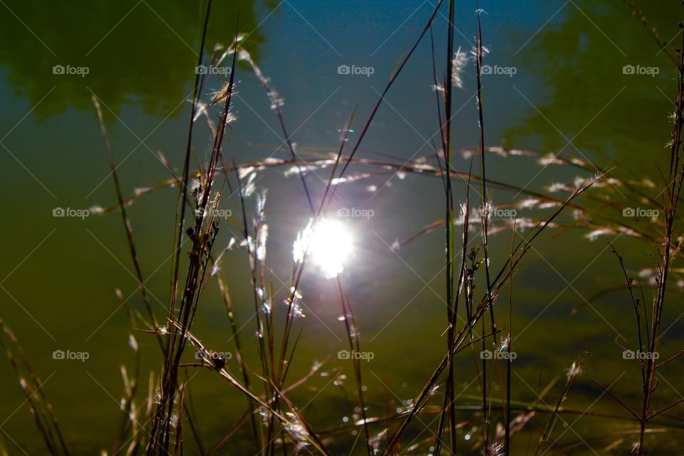 Pond and sun