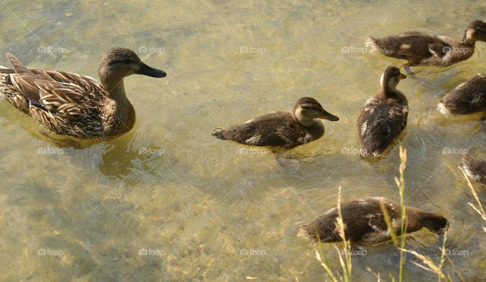 duck with ducklings swimming summer time