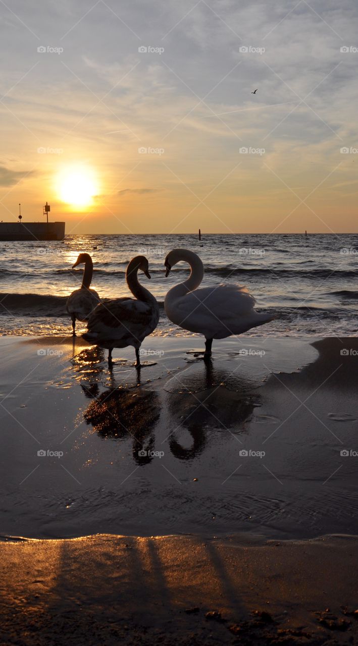Swans reflected in sea
