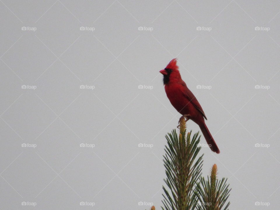 Cardinal