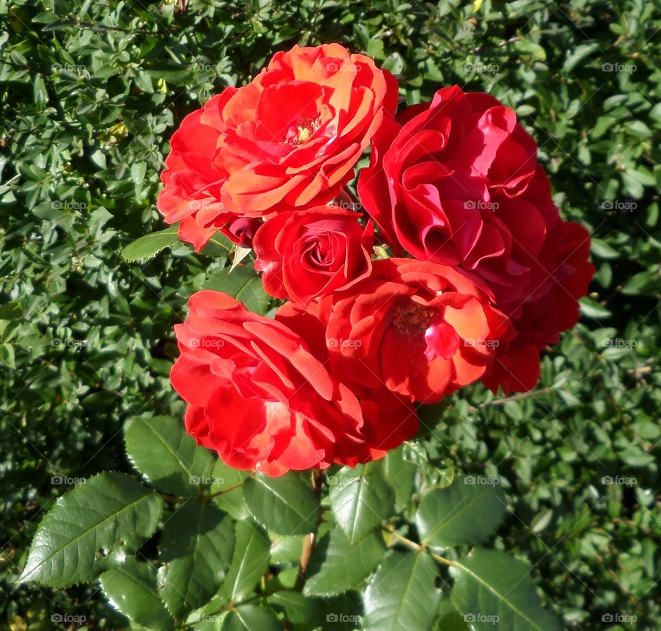 Red Color Story
by Getty Images Mission