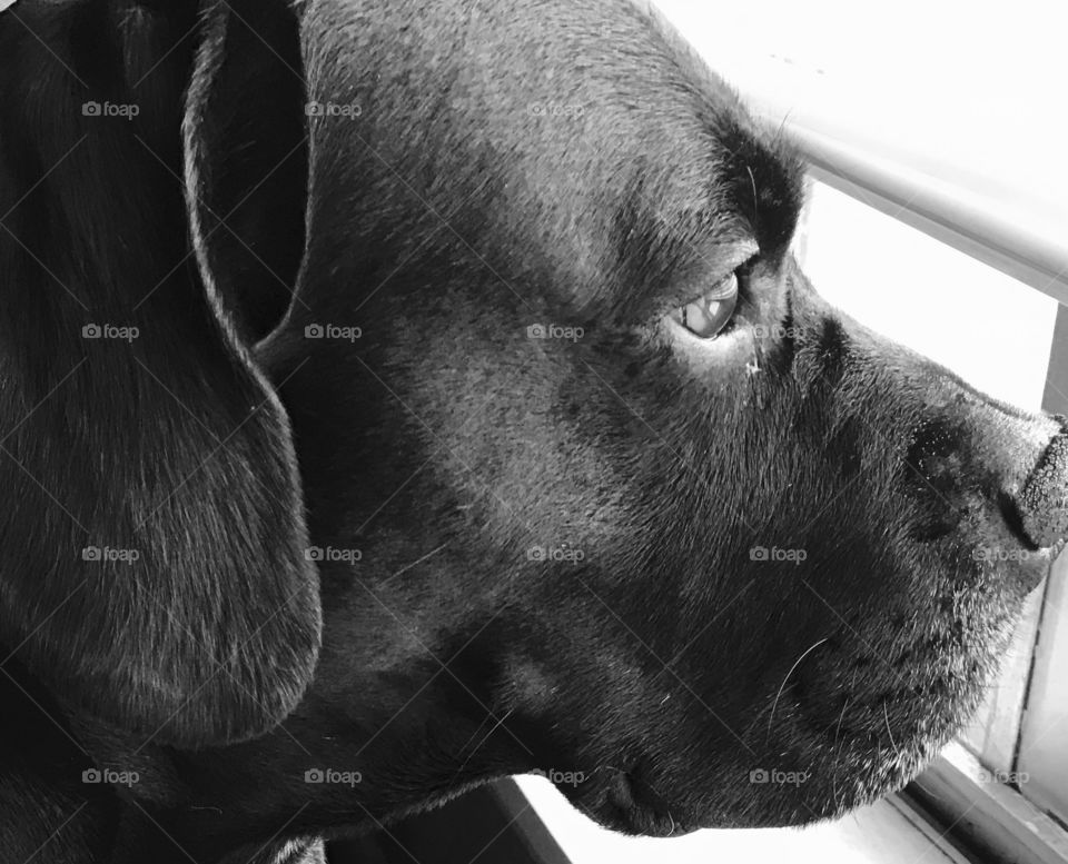 My dog and best friend Dexter-looking out the window of my home. I often wonder what he is thinking of.