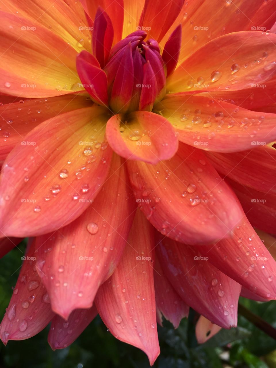 Close up rain drops on flowers 