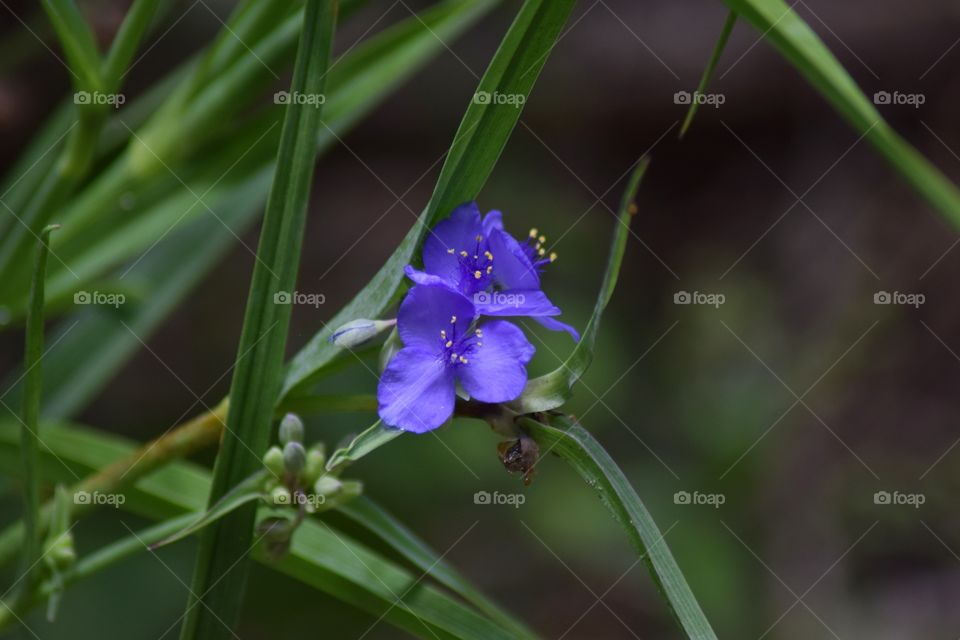 purple flowers against a deep green background