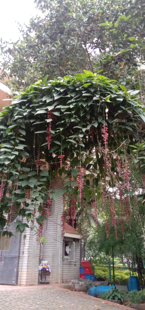 Natural creeps 🌸❤️✨