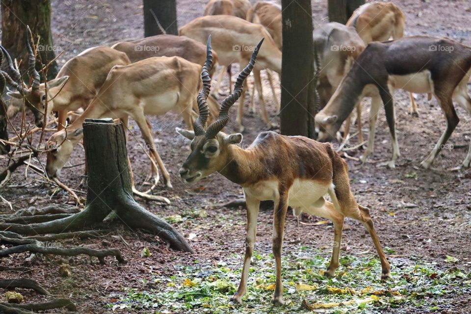 the blackbuck