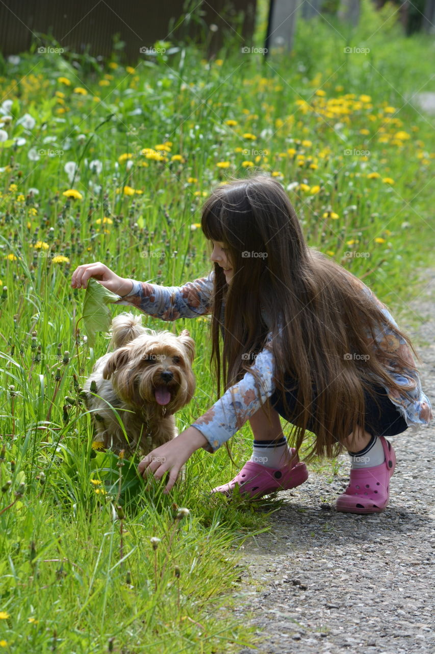 Dog, Grass, Cute, Little, Outdoors