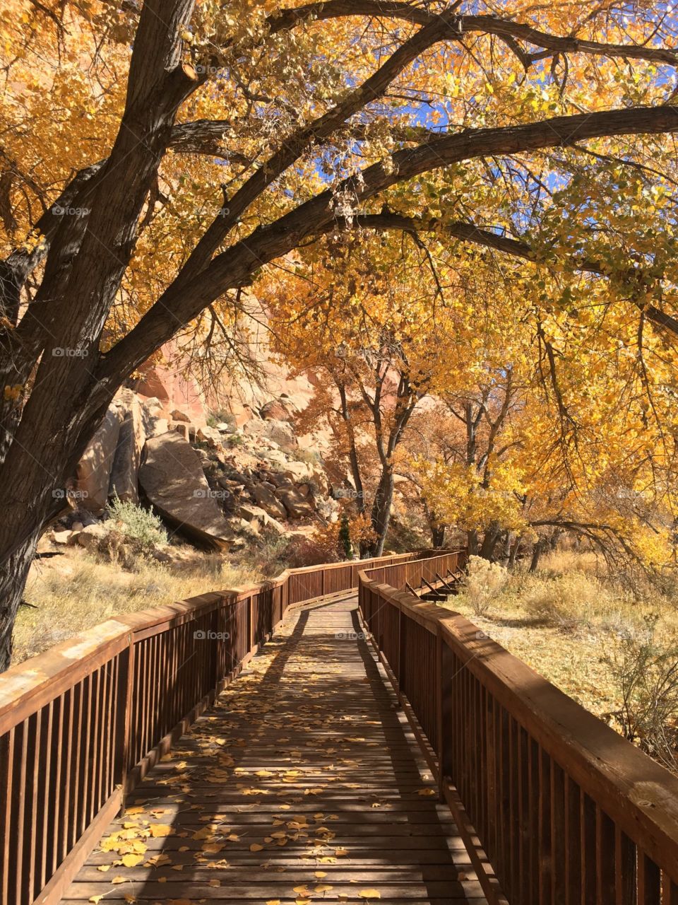 Capitol Reef Fall