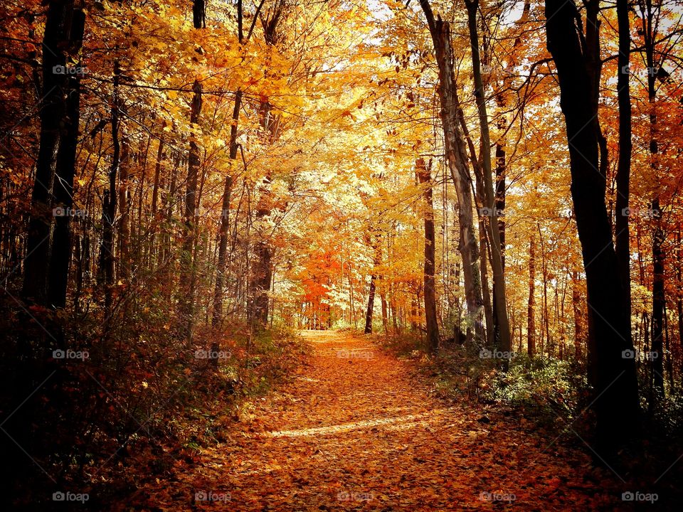 Hiking in the beautiful fall forest in Indiana 