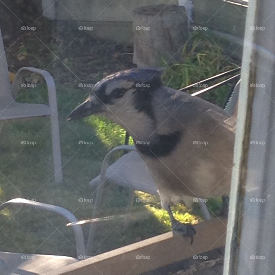 Blue jay in bird feeder