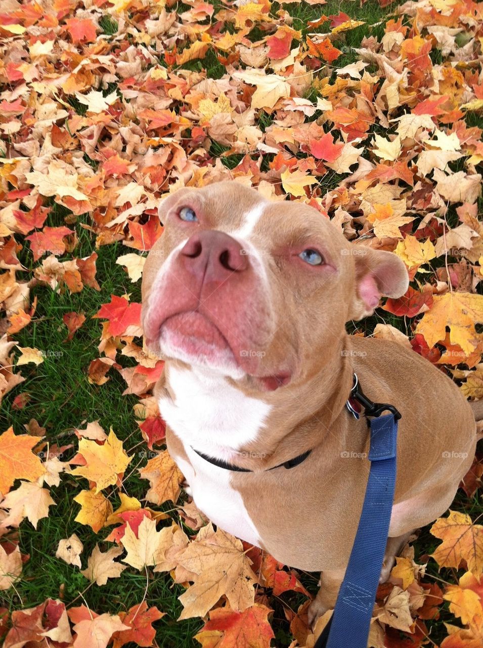 Fall pitbull