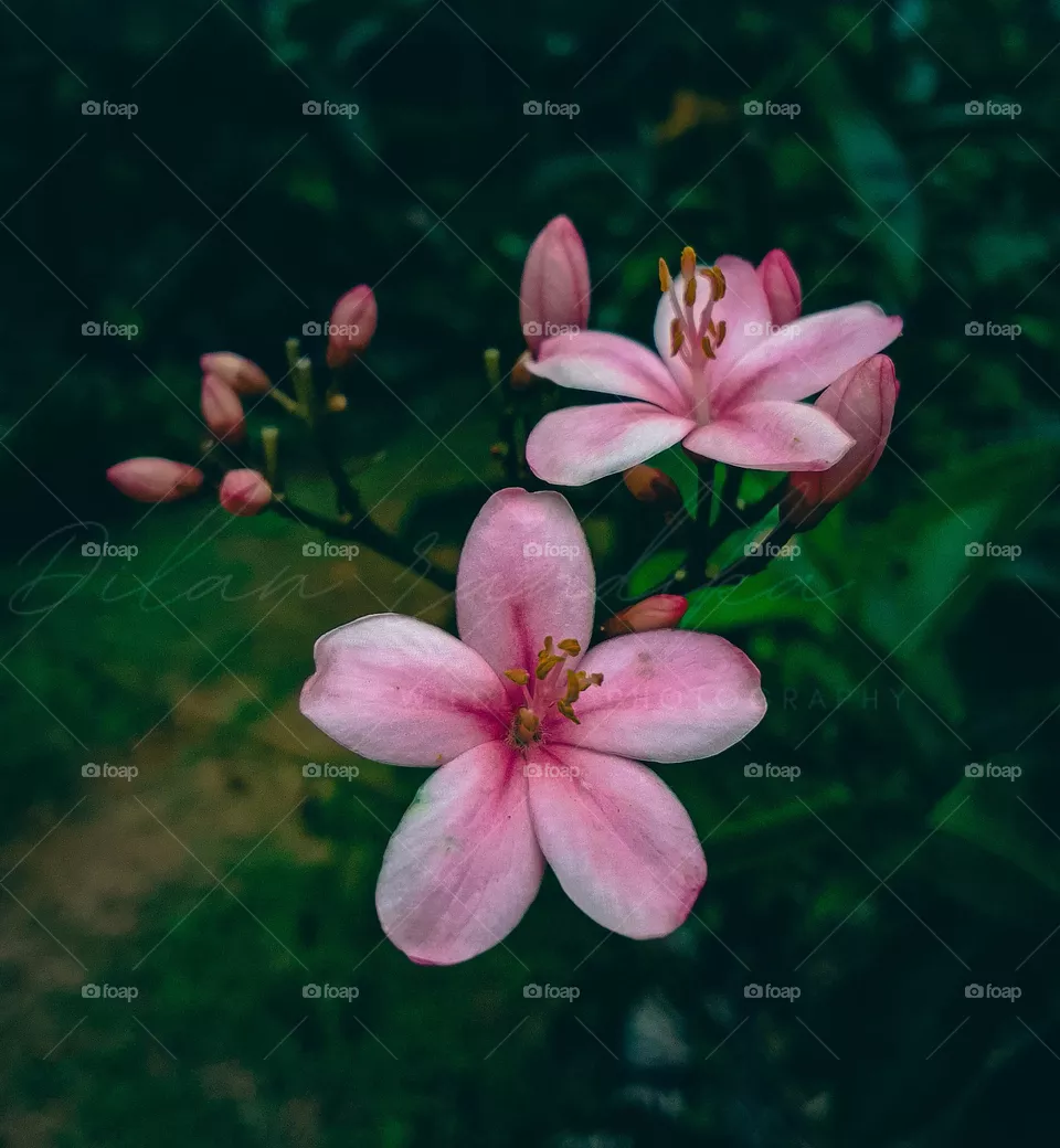 Beautiful flower sri lanka