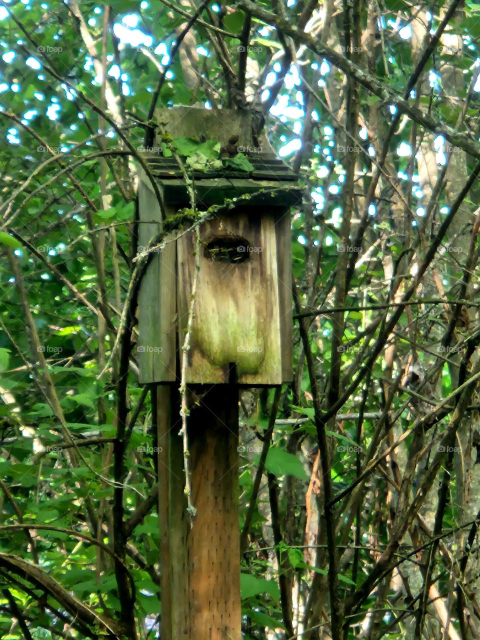 wooden birdhouse post amid tangled vines in the dark shaded part of the forest at a wetlands in Oregon