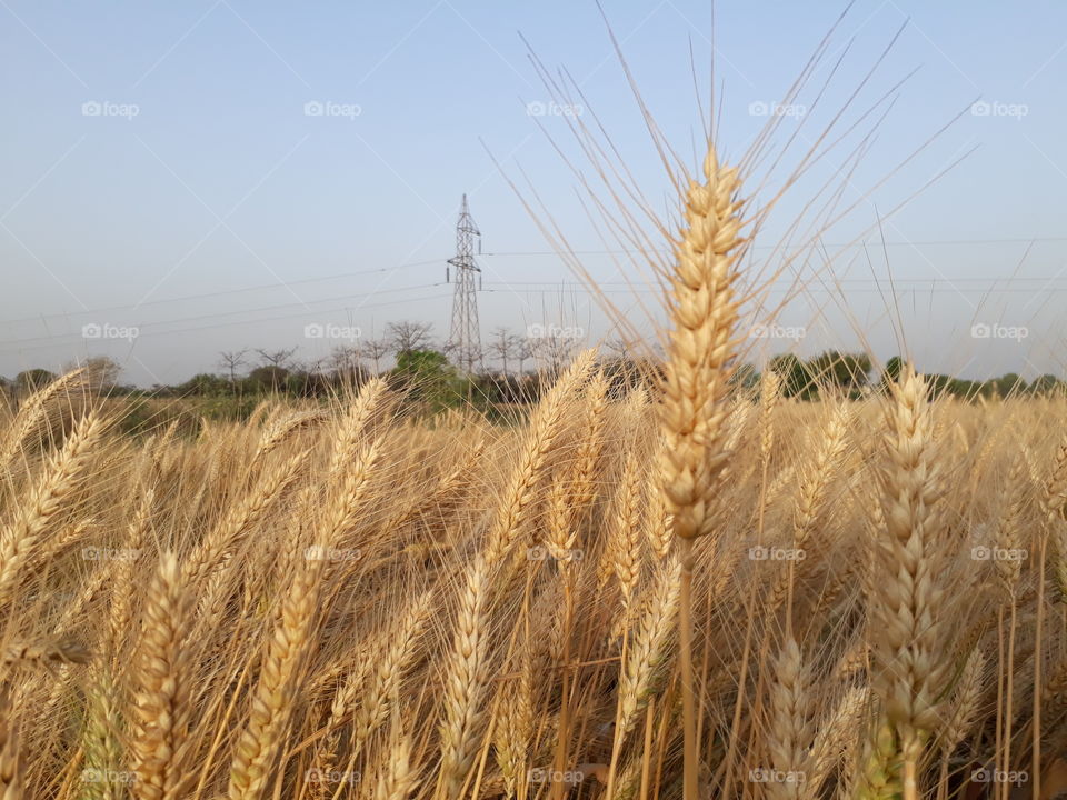 wheat crop and light tower