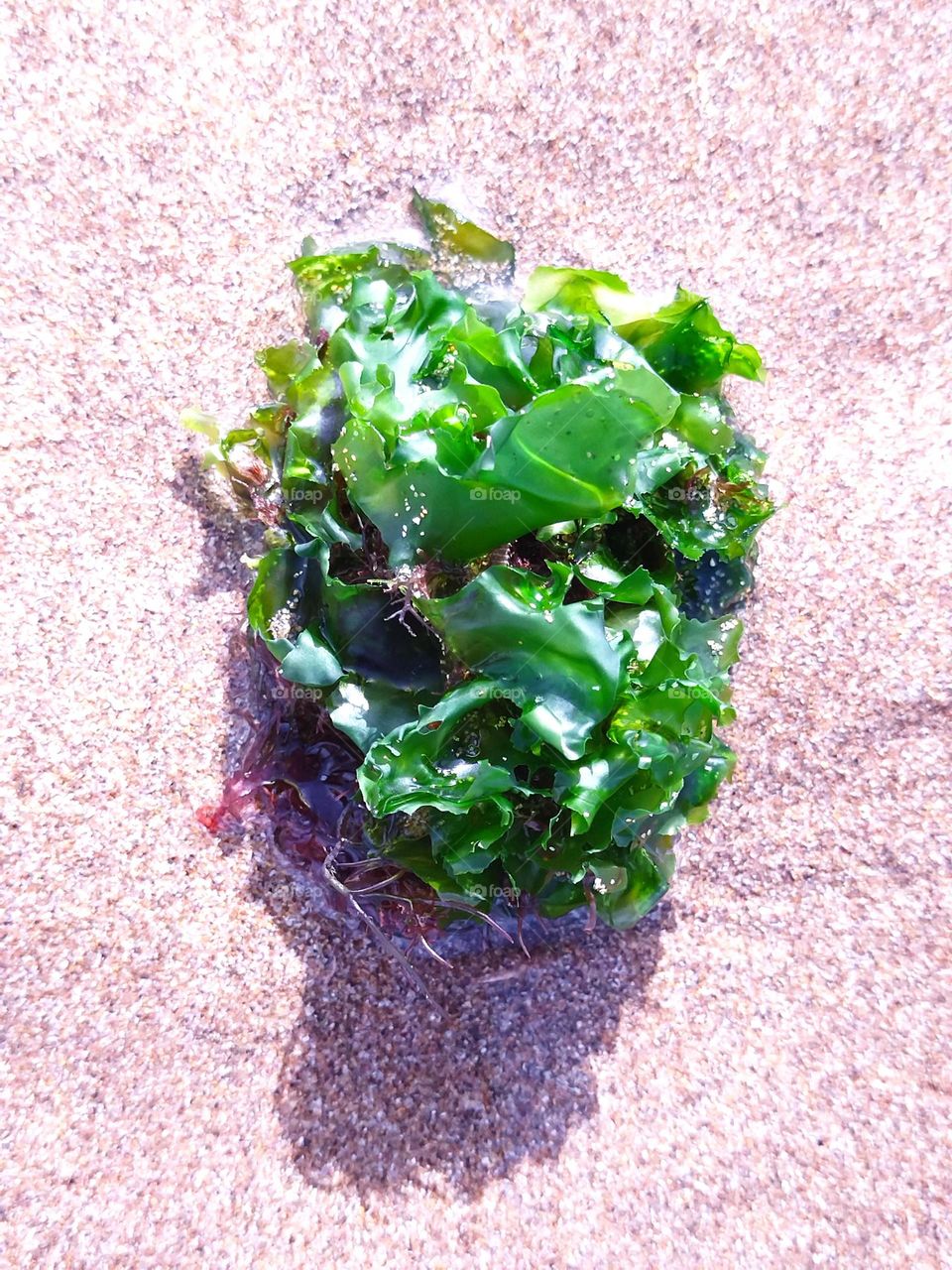 Algae in the sand