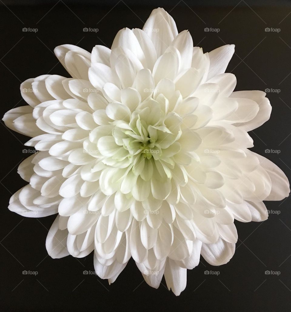 A Simple White Chrysanthemum 