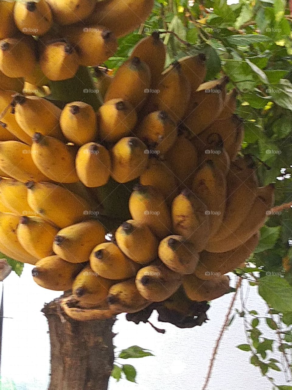 Banana is queen of fruit