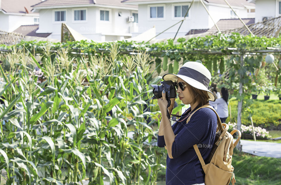 Hand woman holding the camera Taking pictures Background corn fields and vegetable gardens.