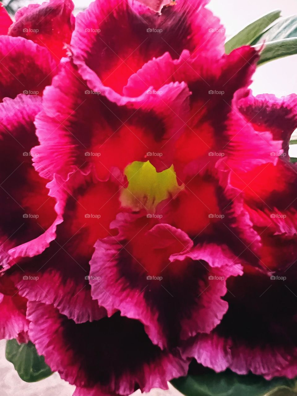 Pink gloxinia flower in full bloom with green interior