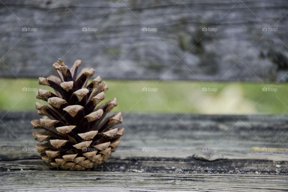 Acorn on park bench . Autumn has arrived and looks beautiful!