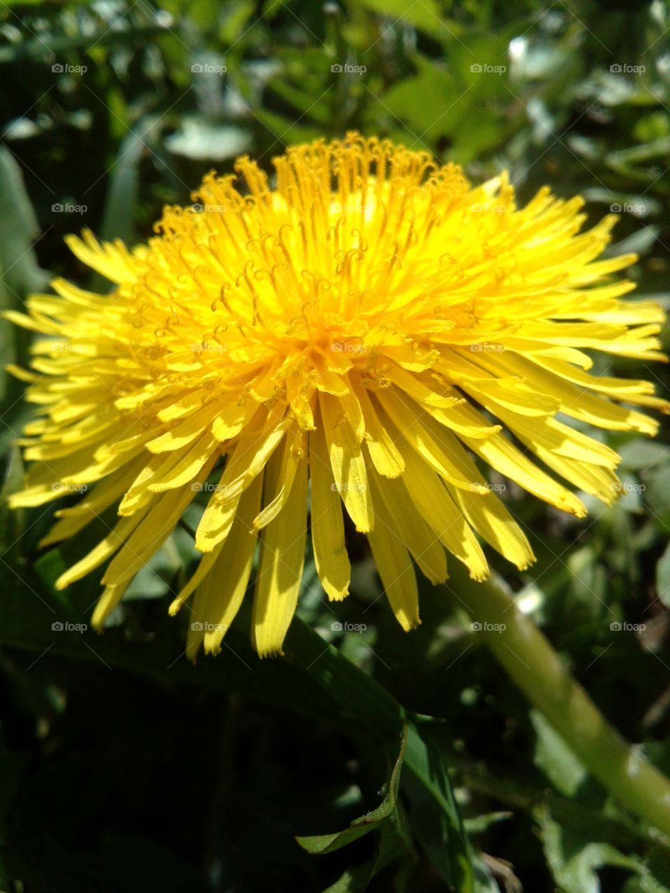 Dandelion. spring time