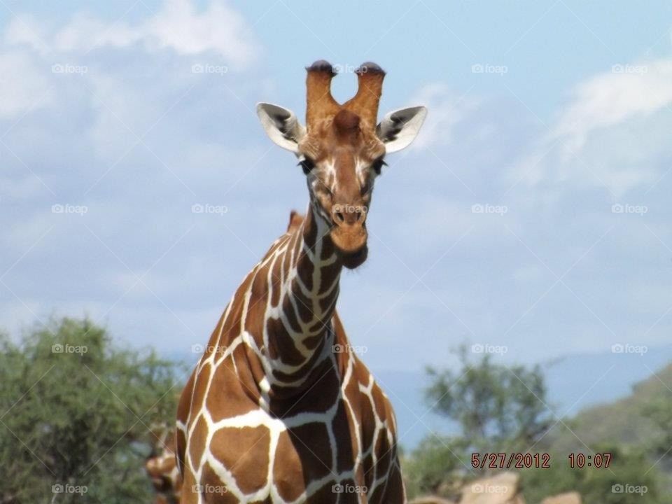 Giraffe head on