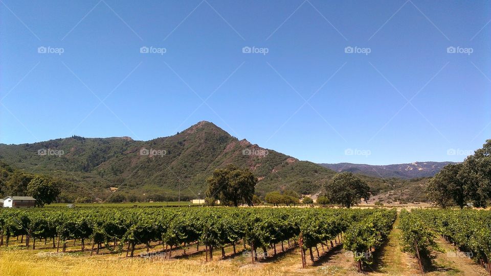 Vineyards