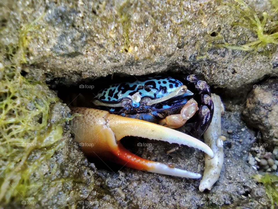 Crab