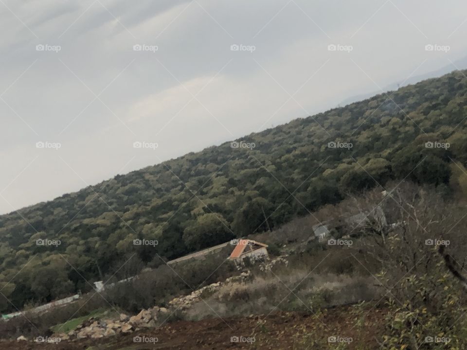 The color of the trees is beautiful ( green and dark green)