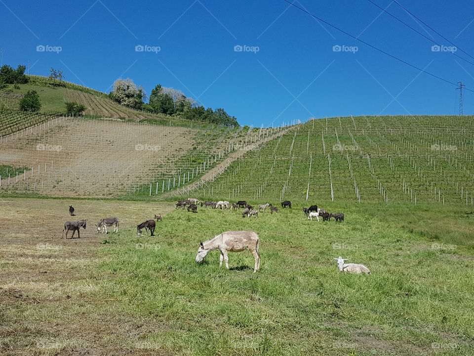 Group of donkeys in a green field, Langhe hills, Piedmont