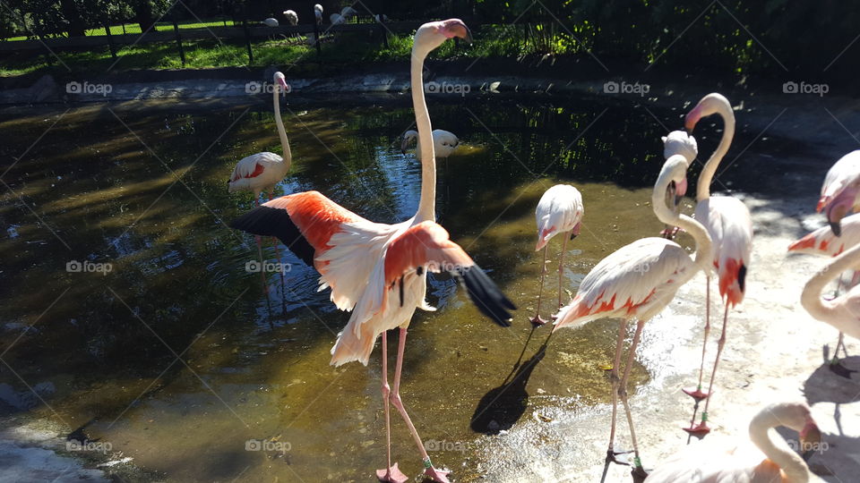 Angry flamingo