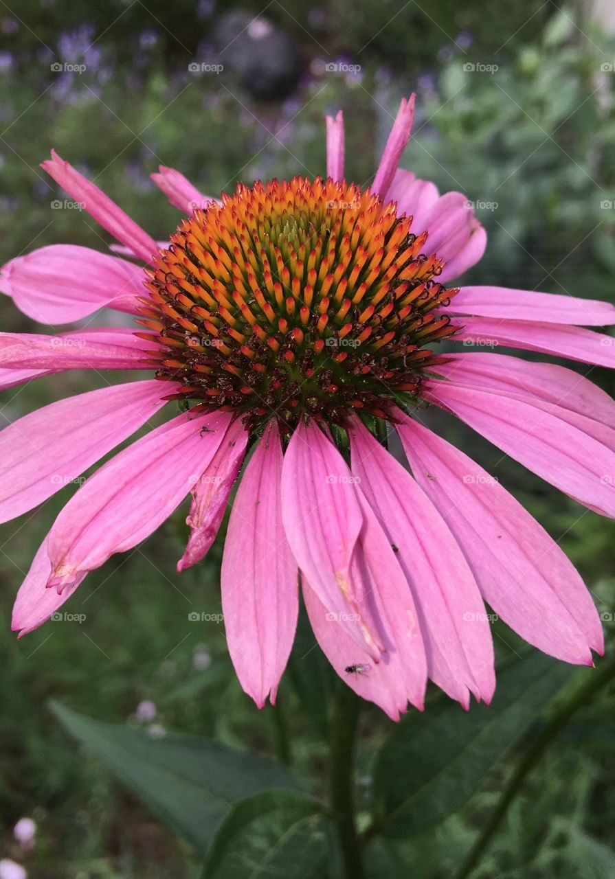 Coneflower pictured from a side view, pink.