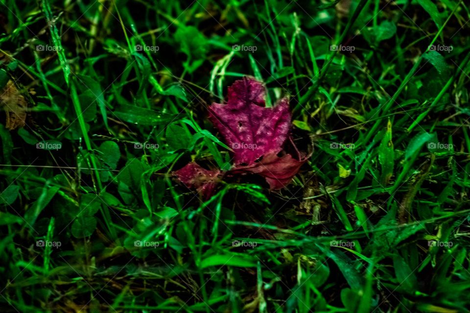 purple leaf in a field of green grass