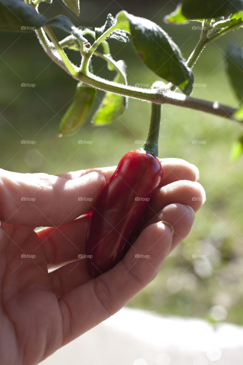 Chili plant